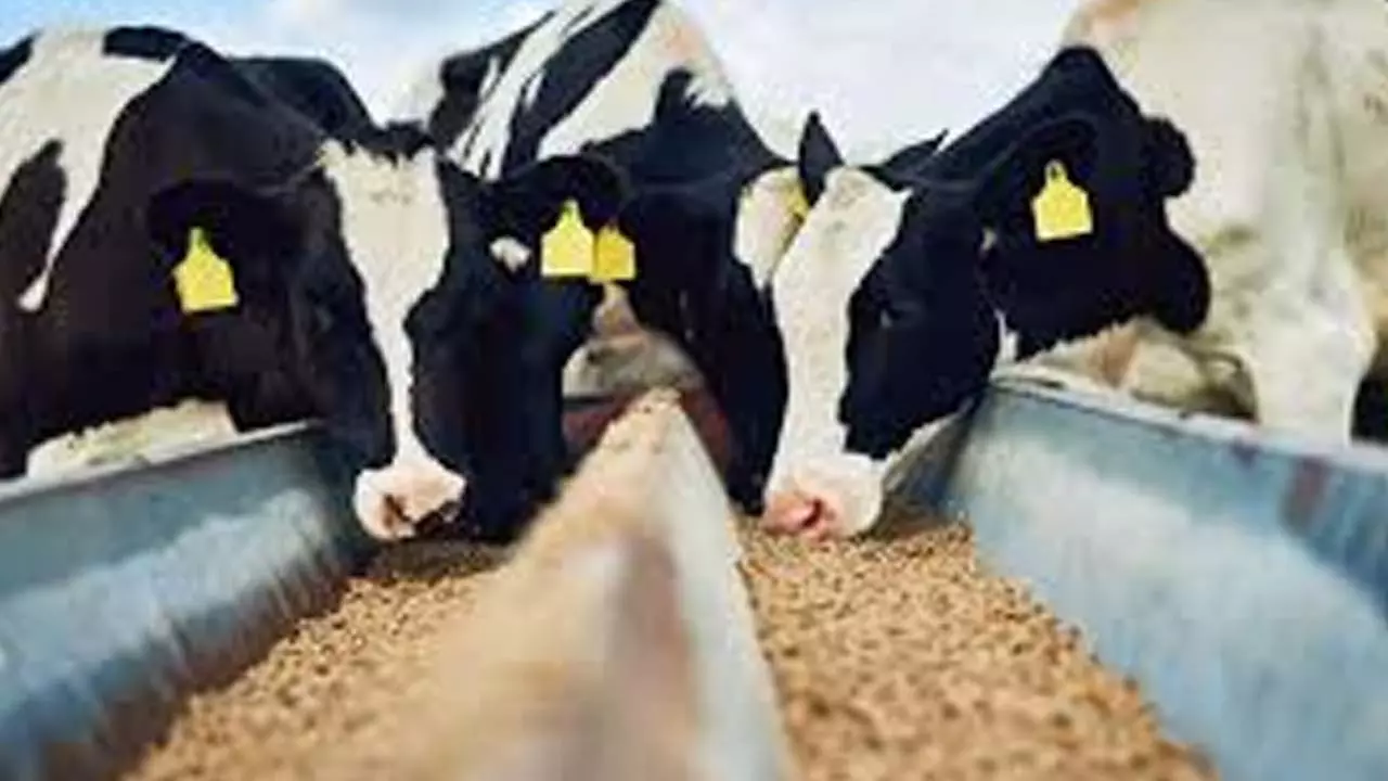 Tender invited for cattle breeding in Chandauli, supply of maize silage