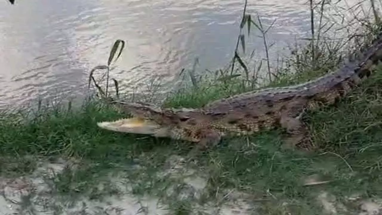 Crocodile seen on the edge of the pond