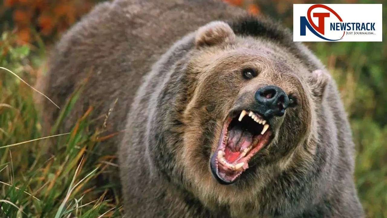 Bear attacks youth in Naugarh