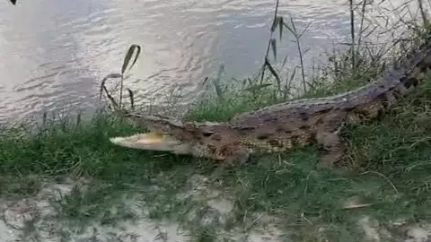 Crocodile seen on the edge of the pond