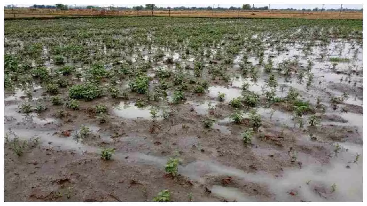 Auraiya News: लगातार बारिश ने किया किसानों की मेहनत पर पानी फेर, भारी नुकसान