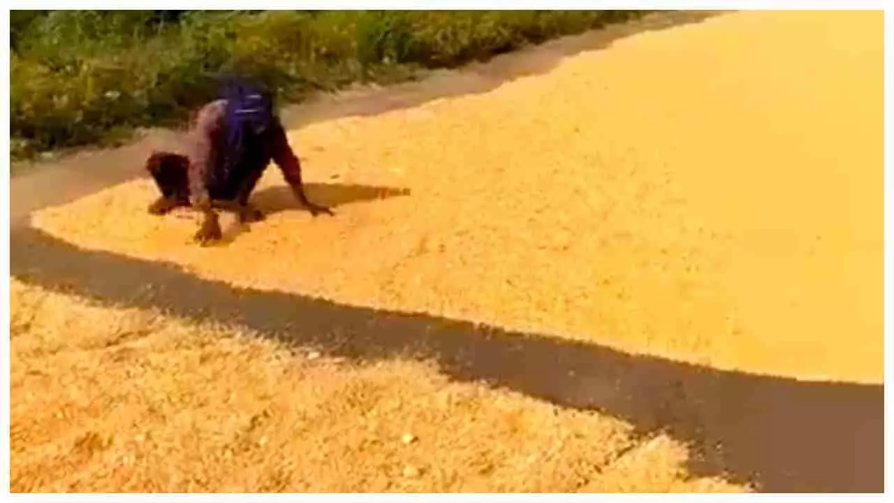 Unnao News : आगरा-लखनऊ एक्सप्रेसवे की सर्विस लेन पर किसान सुखा रहे मक्का,राहगीरों को हो रही परेशानी-बढ़ा दुर्घटना का खतरा
