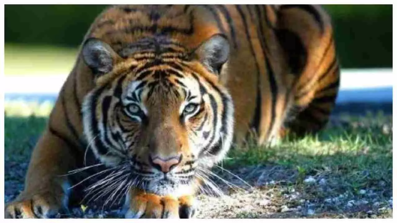 Kushinagar News: कोपजंगल में बाघ की दहशत, ग्रामीणों ने शुरू किया रतजगा