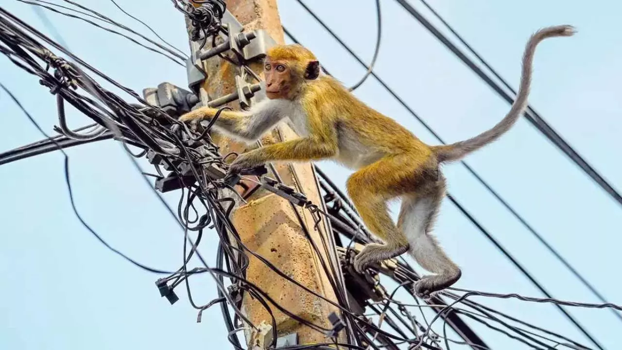 Electricity cut off due to monkeys