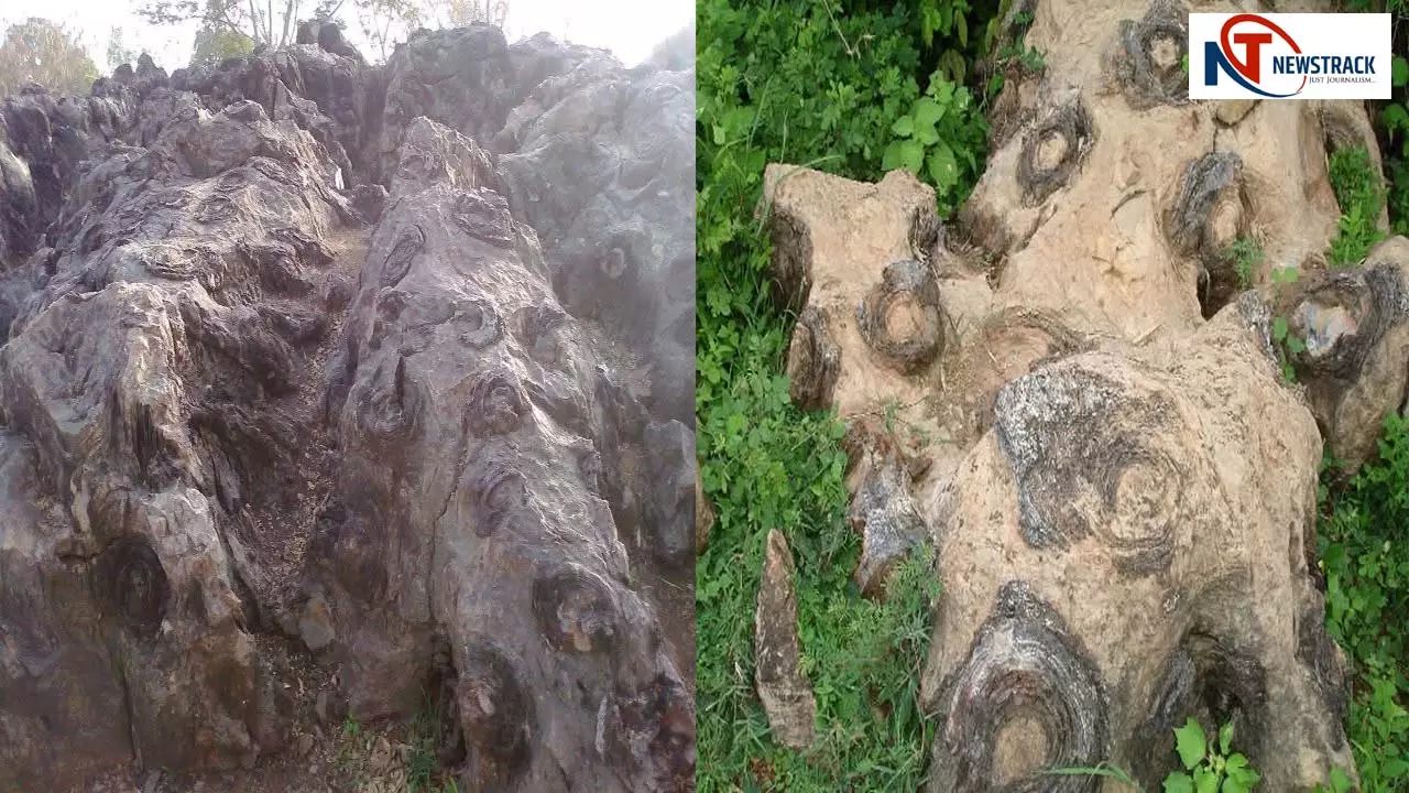 sonbhadra fossils park to Get Possible UNESCO List After South Africa World