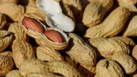 Jhansi News: खरीफ मौसम में समय से करें मूंगफली की खेती, वैज्ञानिकों की सलाह