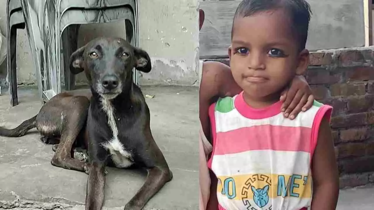 Muzaffarnagar News: फीमेल डॉग रानी ने किया हक़ अदा तालाब मे डूबे मासूम क़ी बॉडी के लिए संकेत