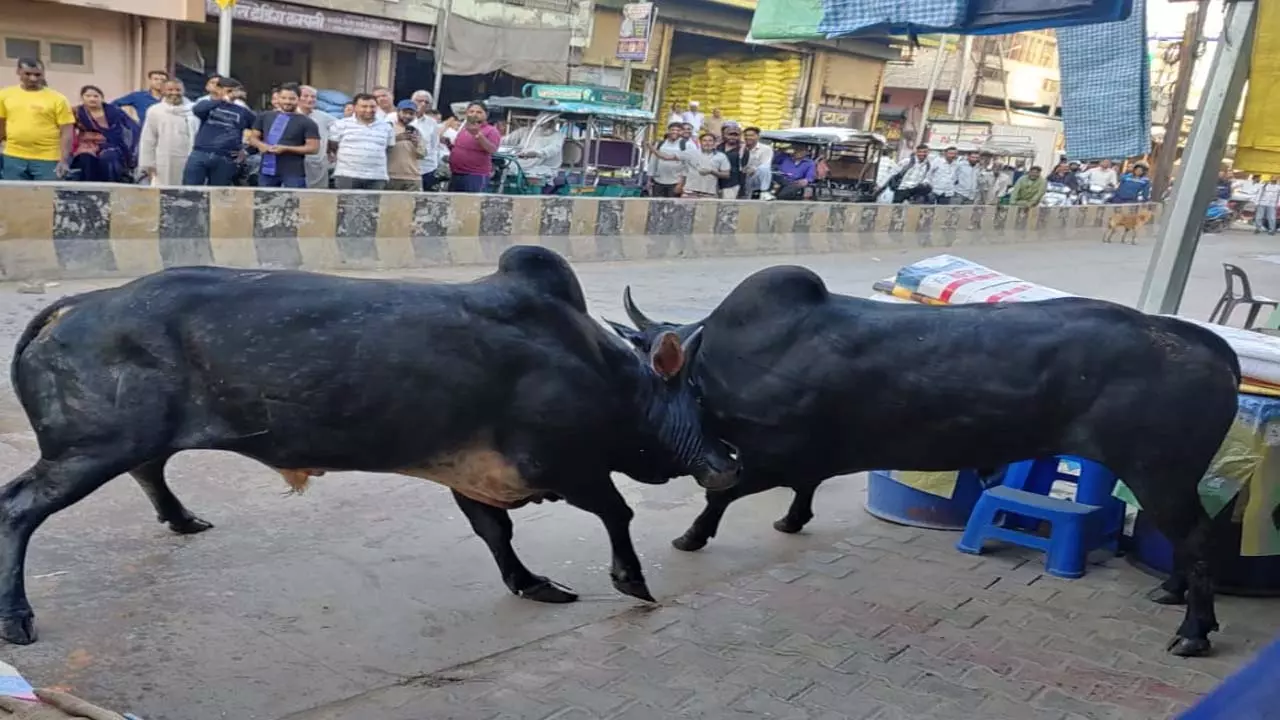 Jain Sadhvi injured in bull fight news in hindi