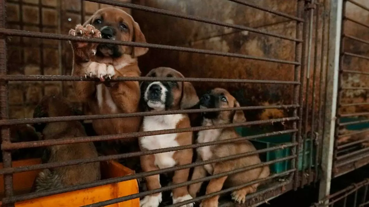 South Korea Banned Dog Meat