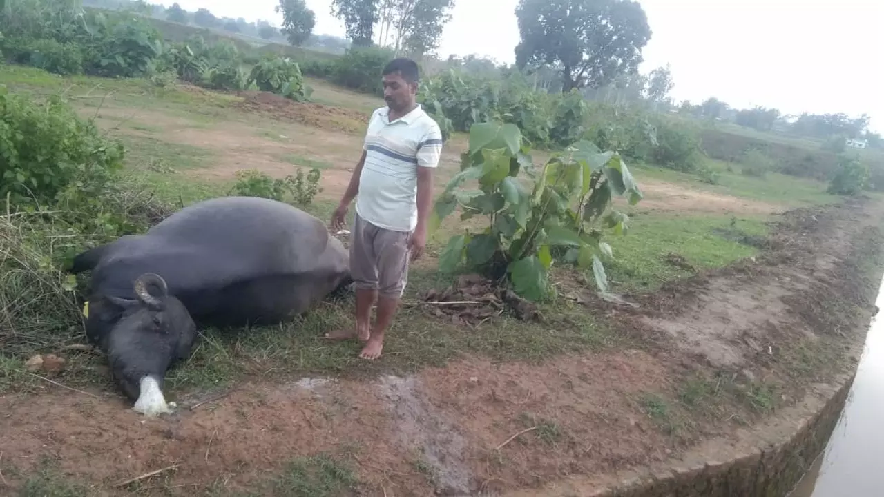 Chandauli News: नौगढ़ में किसान की रोजी पर गिरी बिजली, परिवार में छा गया मातम