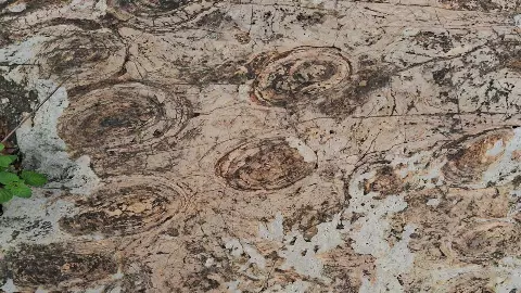 Another heritage like the salmon—Jatashankar fossils, which are slowly being destroyed in the absence of conservation