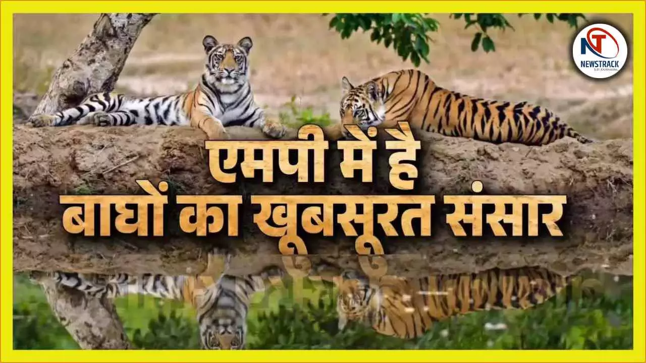 Madhya Pradesh Tigers State History