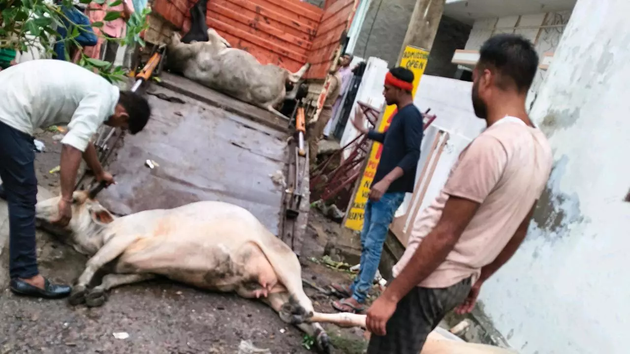 Cows died due to electrocution