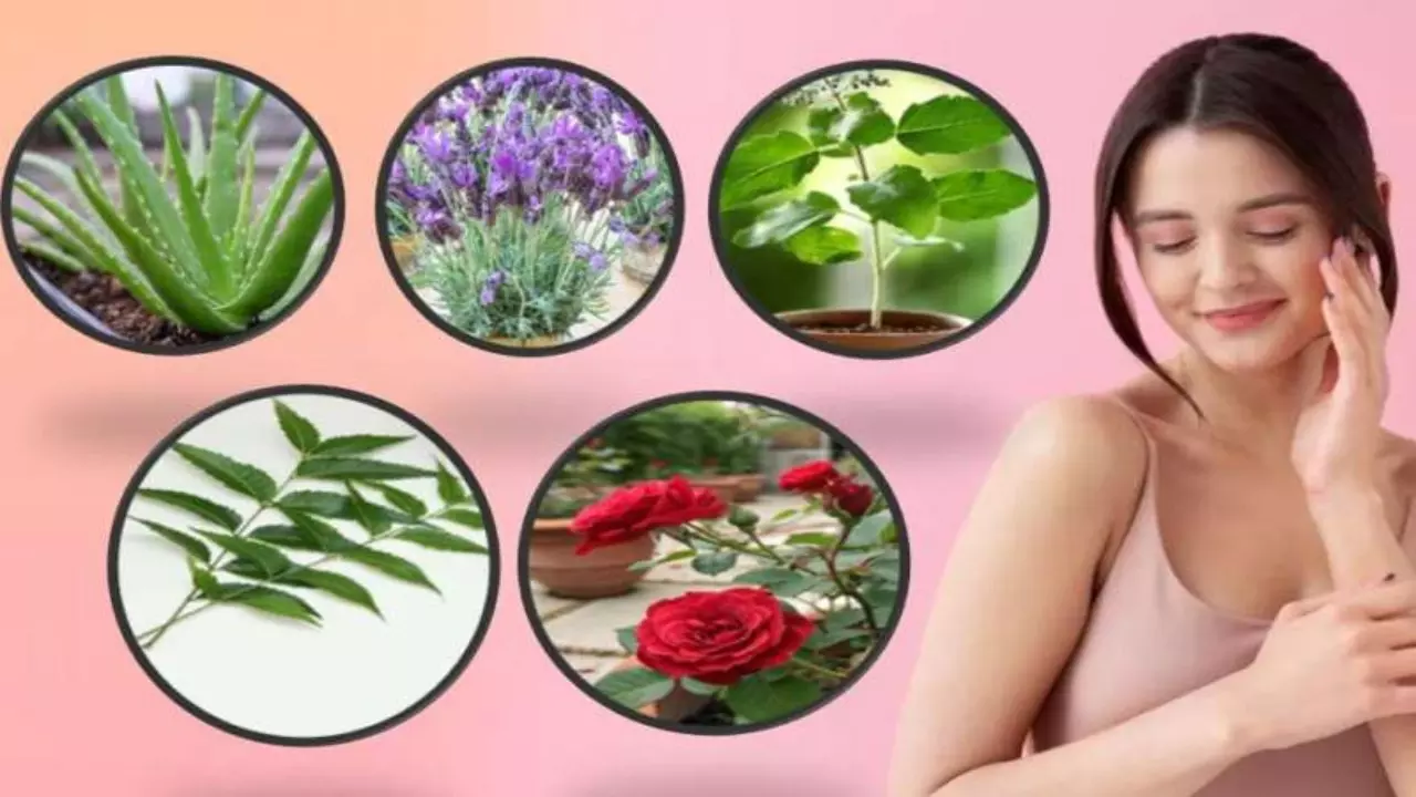 plants for skin and health home remedies