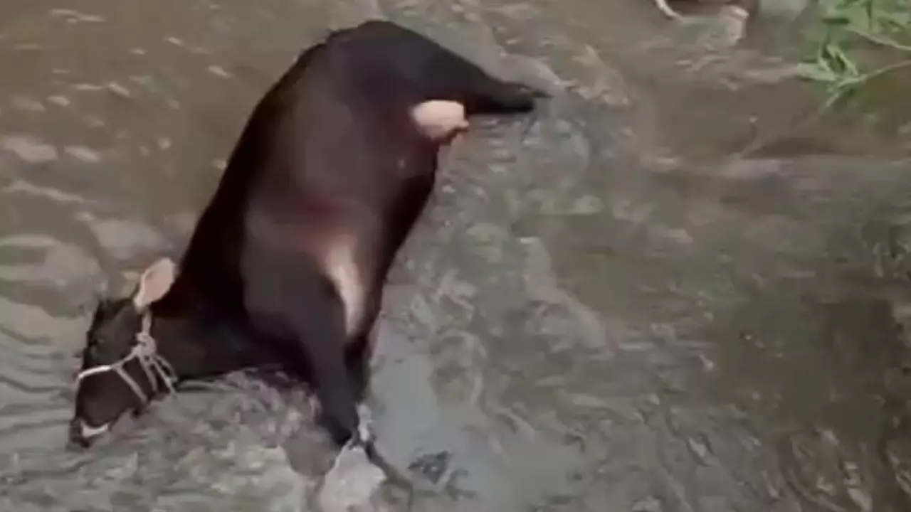 Cow died in Lucknow