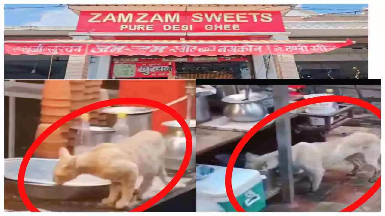 Bulandshahr News: मिठाई की दुकान में दूध-दही को पी रहे कुत्ते-बिल्ली, वीडियो वायरल, FDA में मारा छापा, लिए सैंपल