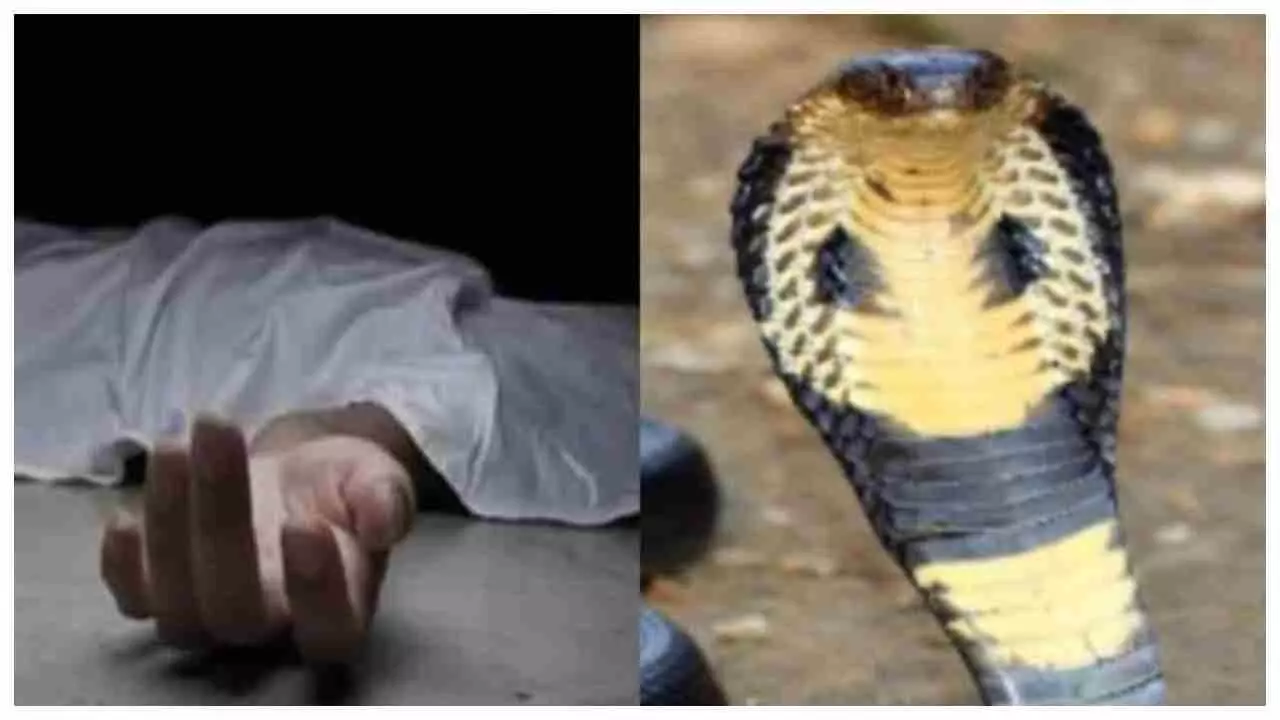 Jhansi News: सर्प के काटने से सपेरे की मौत: सांप पकड़ने में माहिर था, खेत में सांप ने डंसा