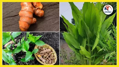 Meghalaya Lakadong Haldi History Meghalaya Lakadong Haldi History