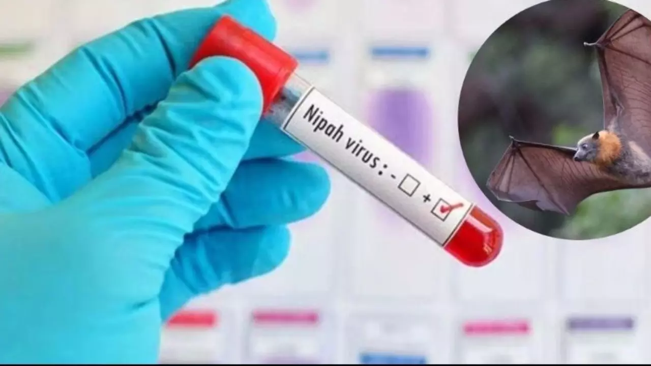 Kerala Nipah update