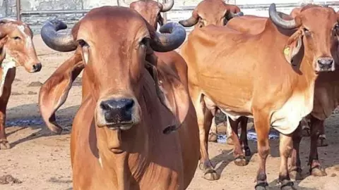 UP News: गोमूत्र से होगा डायबिटीज-हार्ट समेत 19 बीमारियों का इलाज ! पंचगव्य से बनेगा आयुर्वेदिक मंजन-मलहम, इन 19 बीमारियों में विशेष कारगर होगा पंचगव्य