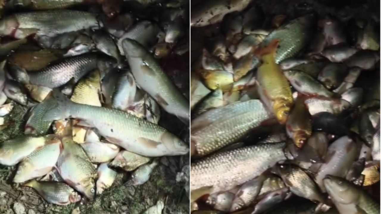 Temple Fish Lucknow temple pond tragedy, Buddheshwar temple fish death, poisoned ...