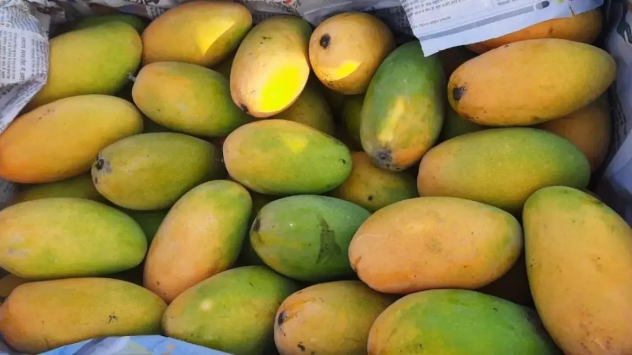 Dussehri Mango Export