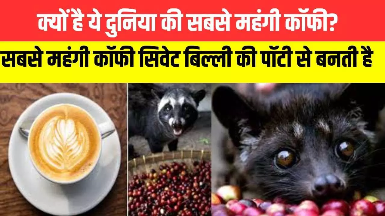 Coffee Which is Made from the Poop