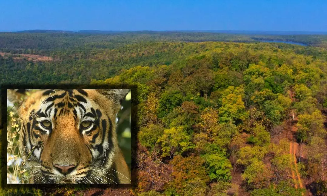 History Of Tadoba National Park