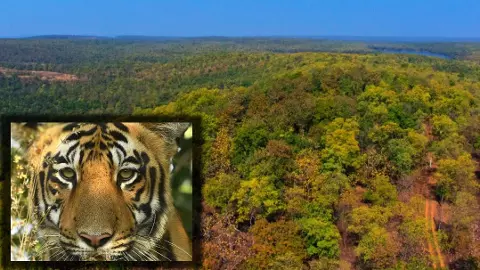 History Of Tadoba National Park