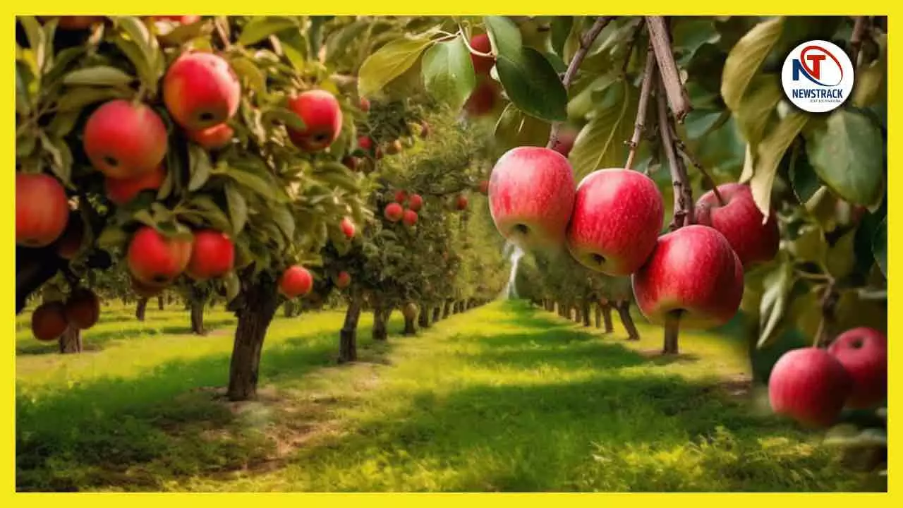 Himachal Pradesh Famous Bagan Or Garden