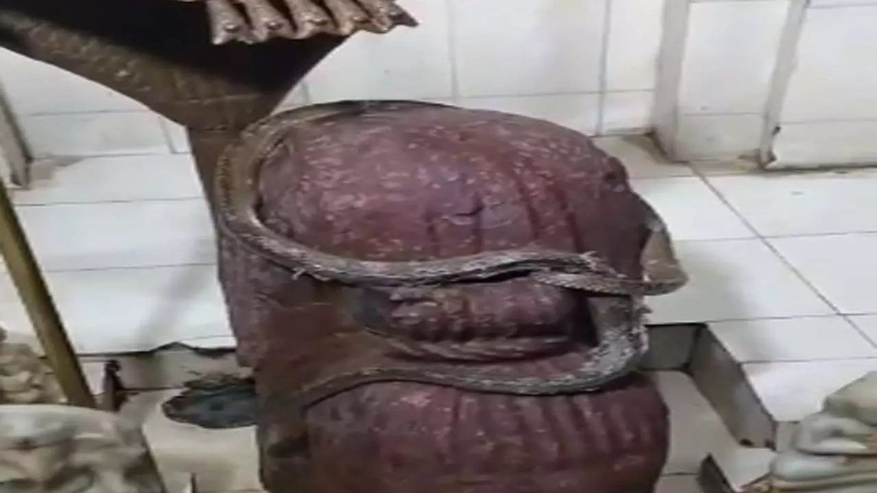 Snake wrapped around Shivling in ancient Shiva temple in Dahapa, devotees told miracle of Lord Shiva