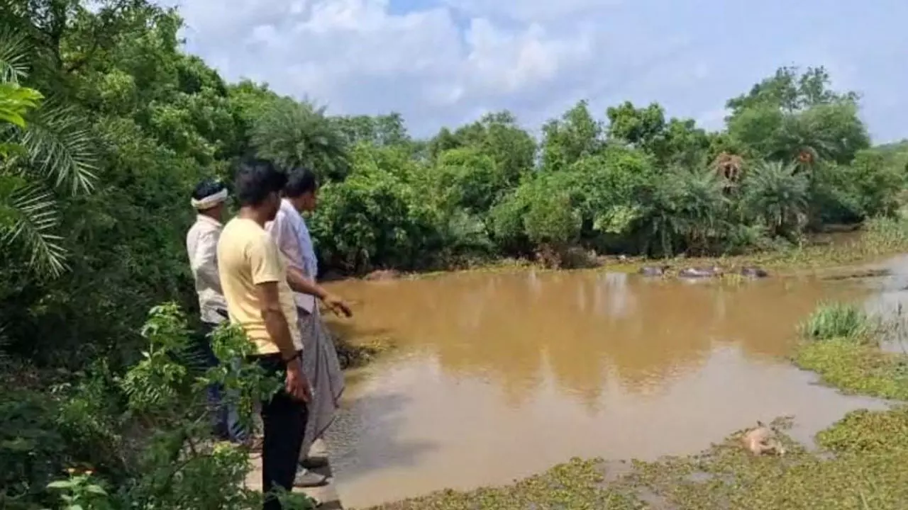 Jhansi News: तेज बारिश में नदी का कहर: 15 भैंसें बहीं, 9 के शव मिले, 6 लापता
