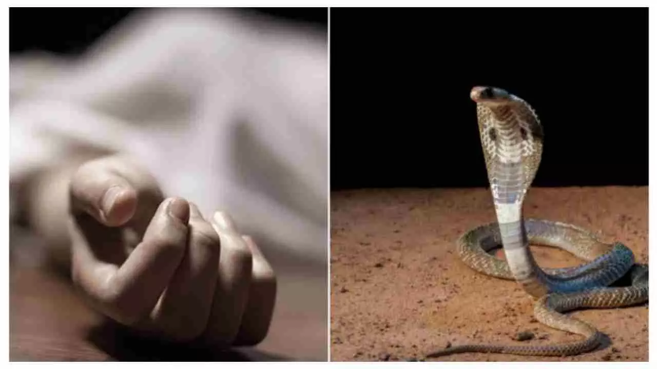 Chandauli News: सर्पदंश से 40 वर्षीय आशा देवी की मौत, बसौली गांव में पसरा मातम; मुआवजे की मांग