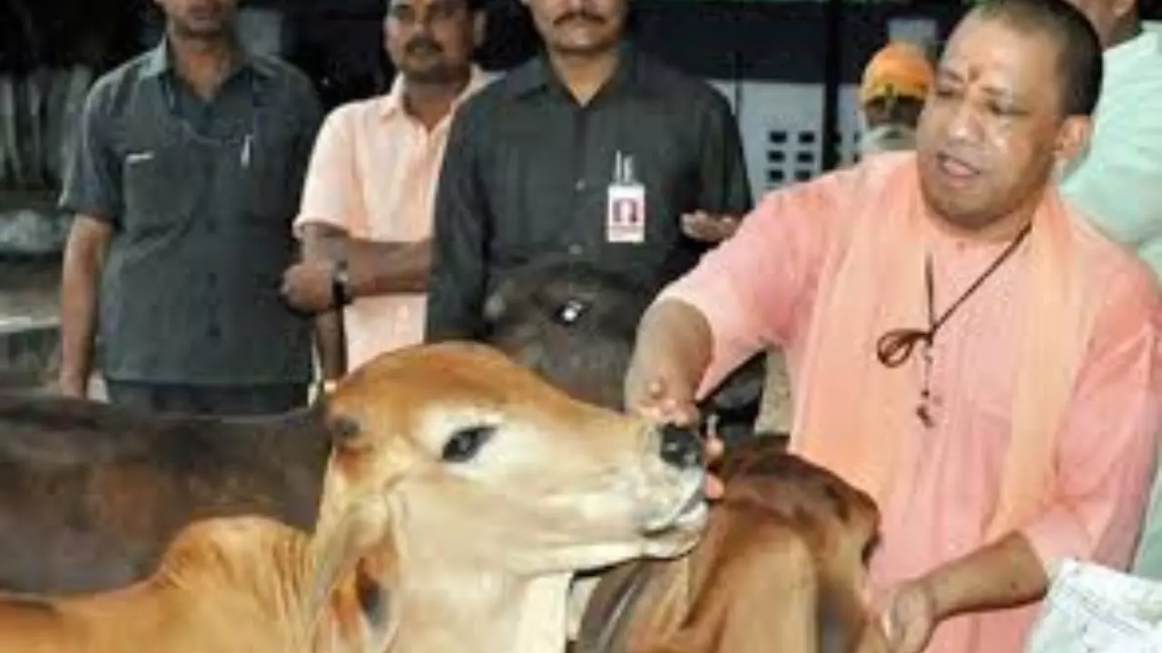Cow Protection UP