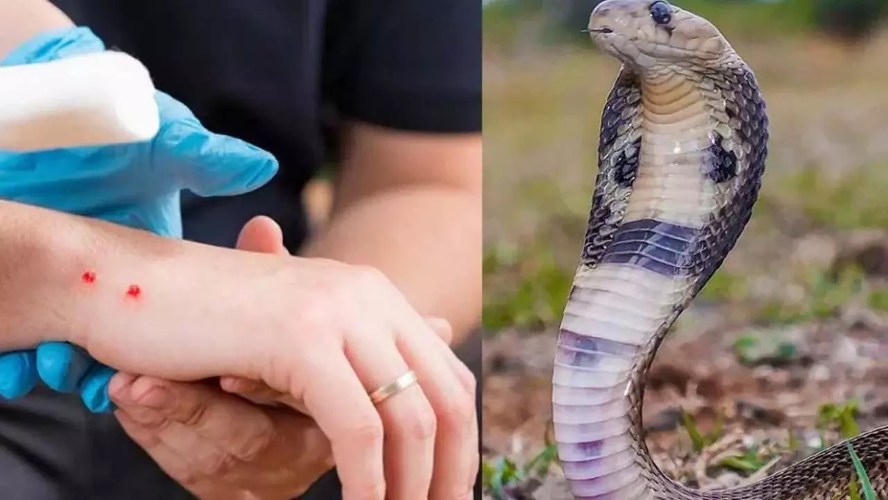 Youth dies of snake bite