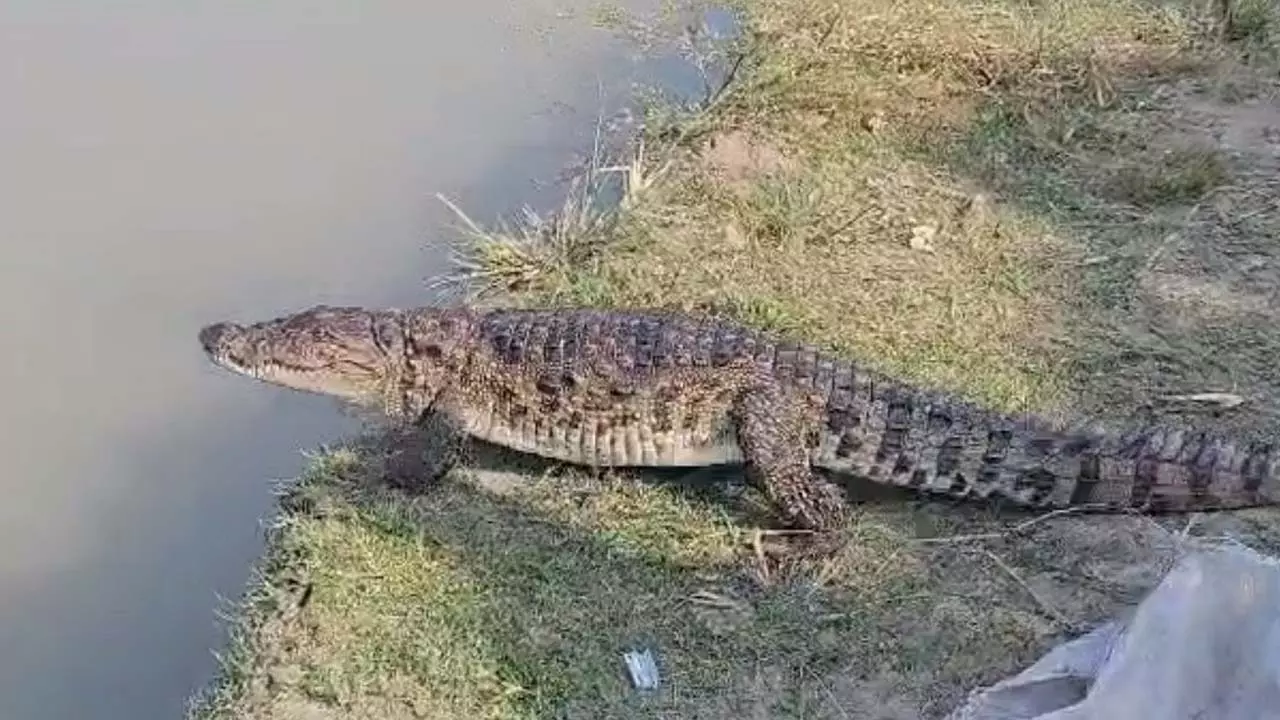 Child harassment by the presence of crocodiles, terror in villages; Suspicious death of educationist while on duty at school
