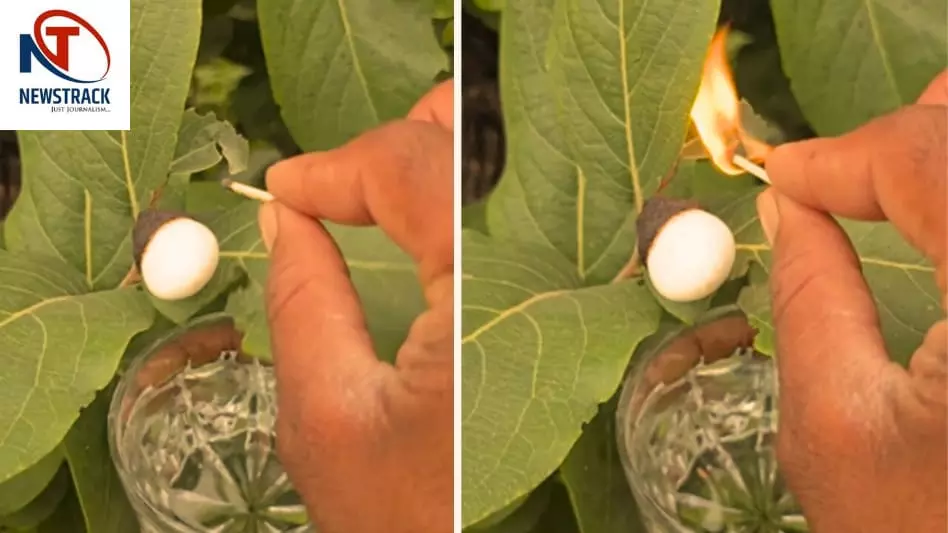 Viral Burning Matchstick Fruit