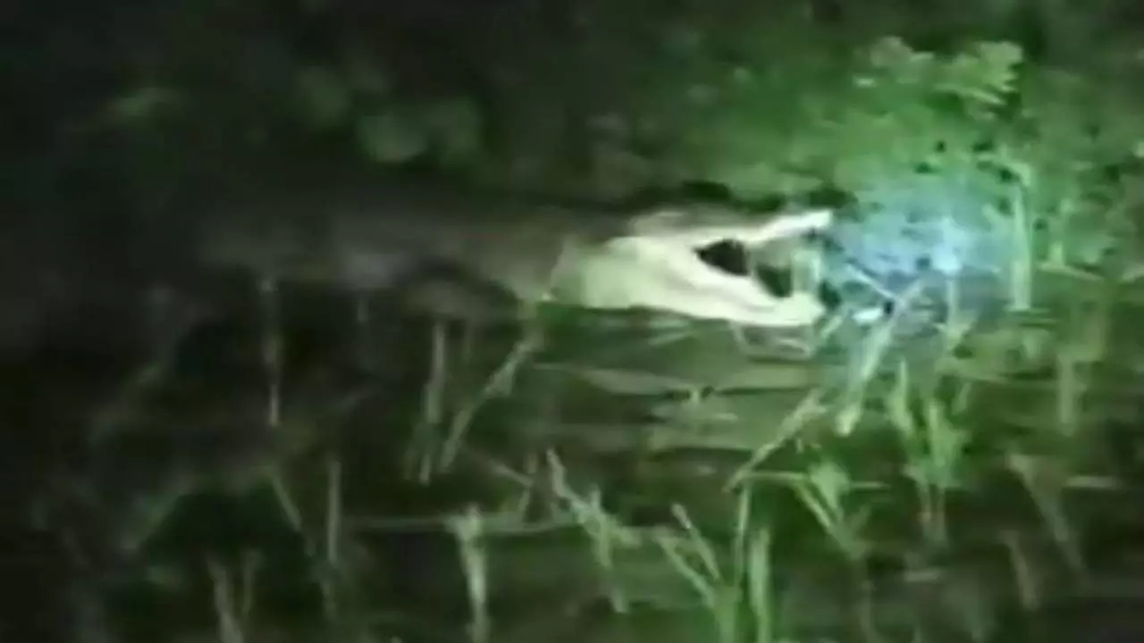 7-foot crocodile seen near pond, chaos in village