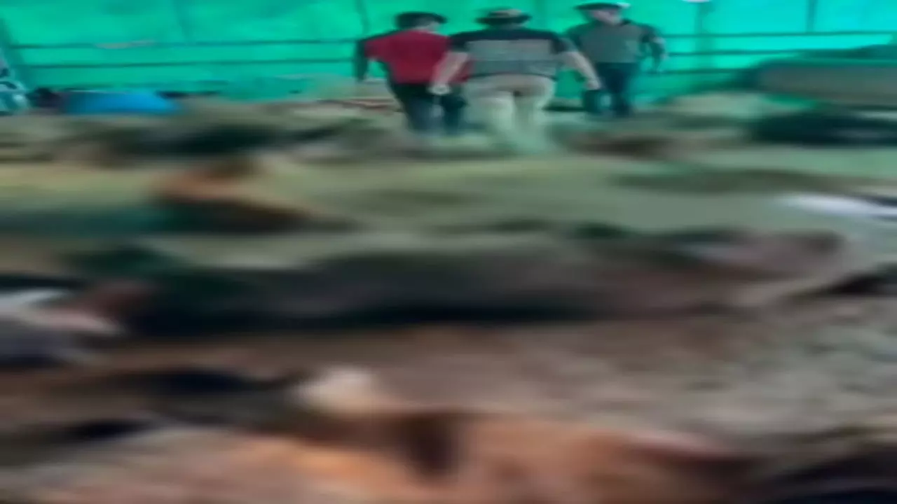 Meerut News: गोशाला में भूख से मरे गोवंश का मामला: प्रभारी नगर स्वास्थ्य अधिकारी डॉ. हरपाल सिंह गिरफ्तार, गबन और पशुक्रूरता अधिनियम में केस दर्ज