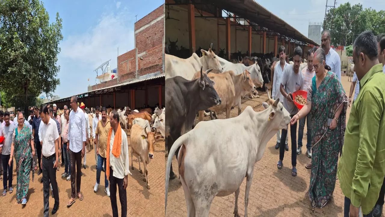 Lucknow News: गौसेवा और शिक्षा को लेकर लखनऊ नगर निगम की नई पहल, महापौर व नगर आयुक्त ने किया राधा व कान्हा उपवन गौशालाओं का निरीक्षण
