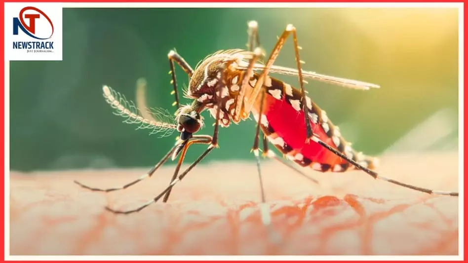 Chikungunya Ka Khatra
