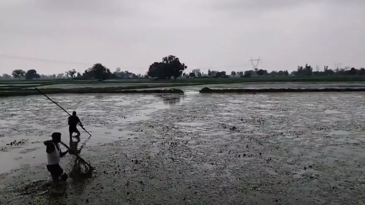 Etah News: सिंघाड़े के खेतों में दिखे दो मगरमच्छ, किसानों में दहशत, रेस्क्यू न होने पर किसानों ने स्वयं मोर्चा सम्हाला