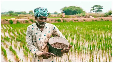 UP News: किसानों में बढ़ा तिलहन का क्रेज ! पिछले साल की तुलना में रकबे में सवा गुना की वृद्धि