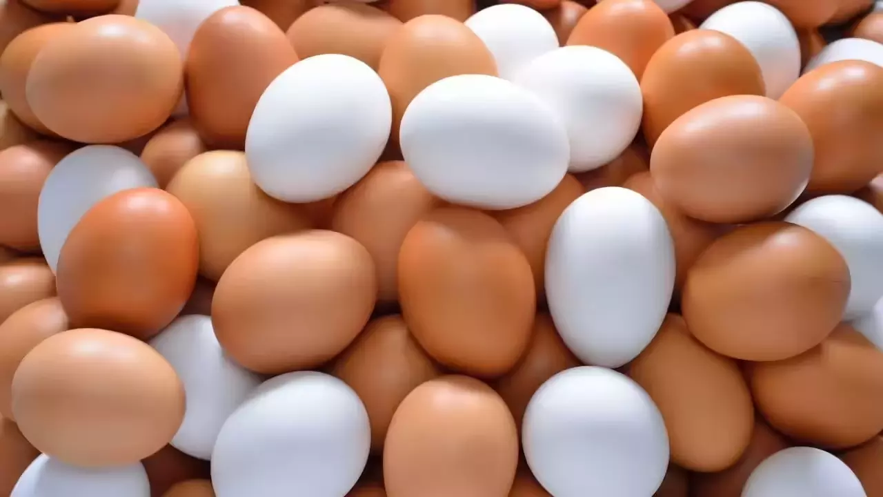 White Eggs vs Brown Eggs: जानिए कौन-सा है आपके लिए ज्यादा हेल्दी, रोजाना कौन सा खाना है सही?