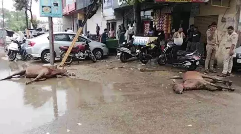 Hapur News: बारिश के दौरान करंट फैलने से दो घोड़ों की मौत, पावर कारपोरेशन पर लापरवाही का आरोप Hapur News: बारिश के दौरान करंट फैलने से दो घोड़ों की मौत, पावर कारपोरेशन पर लापरवाही का आरोप