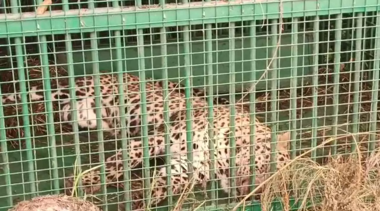 Bareilly News: हाफिजगंज की बंद फैक्ट्री से पकड़ा गया तेंदुआ... एक महीने से खेल रहा था आंख-मिचौली