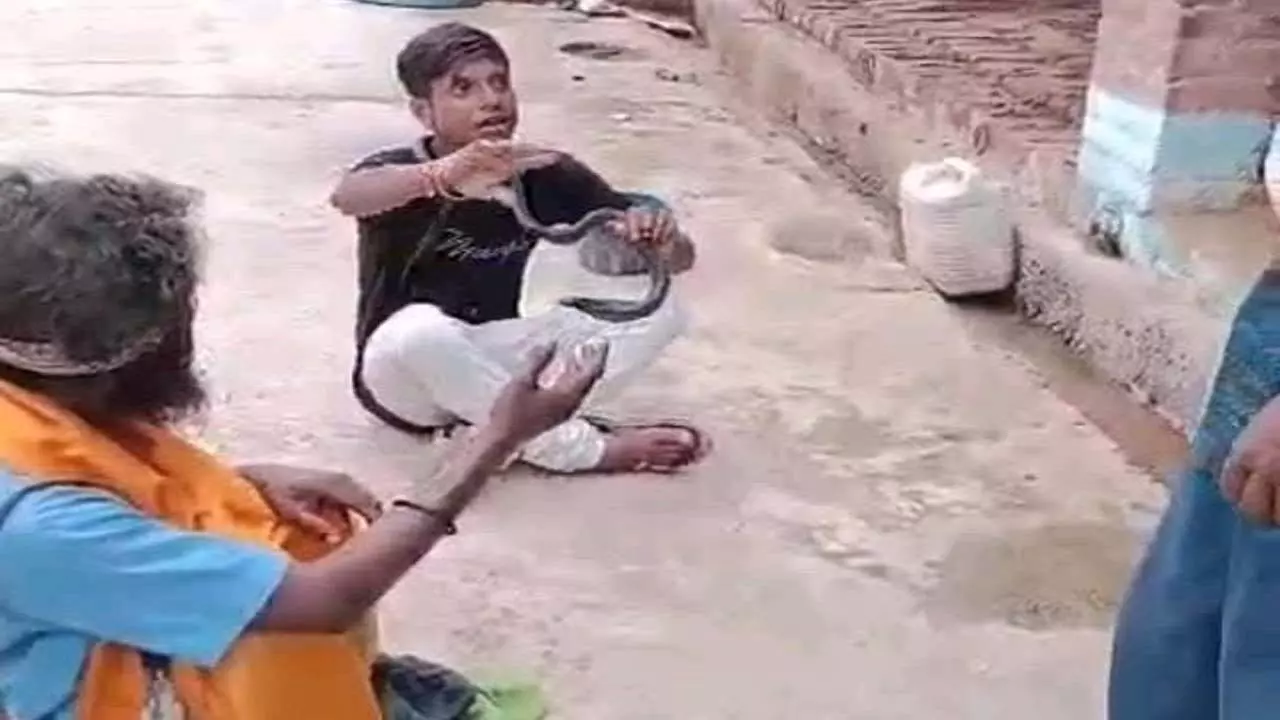 Deliberate stunt performed by youth in a bid to go viral on social media, snake bites