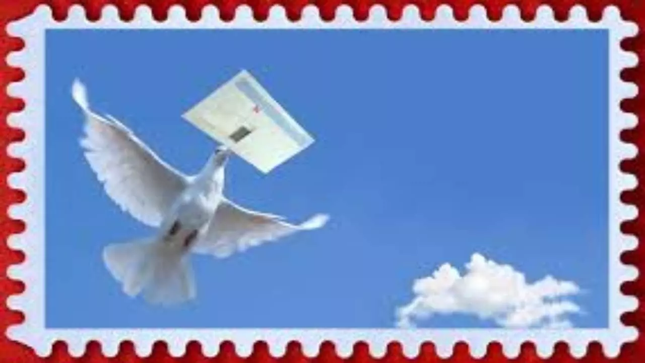 Intresting Story of Pigeons Messengers