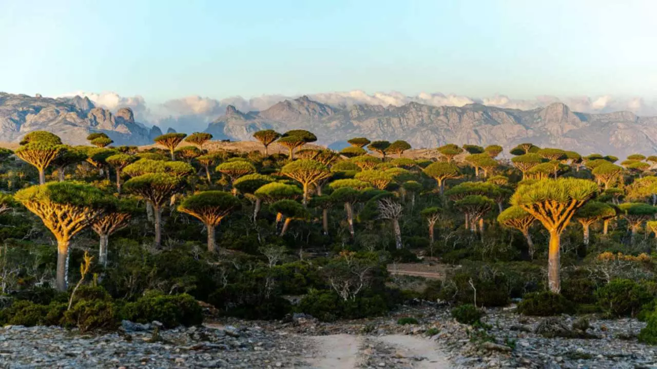 Socotra Island