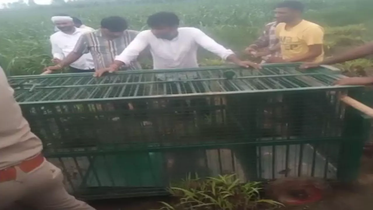 Sambhal News: तेंदुए की दस्तक से 20 गांवों में दहशत, पिंजरे-कैमरे लगाकर वन विभाग ने शुरू की घेराबंदी